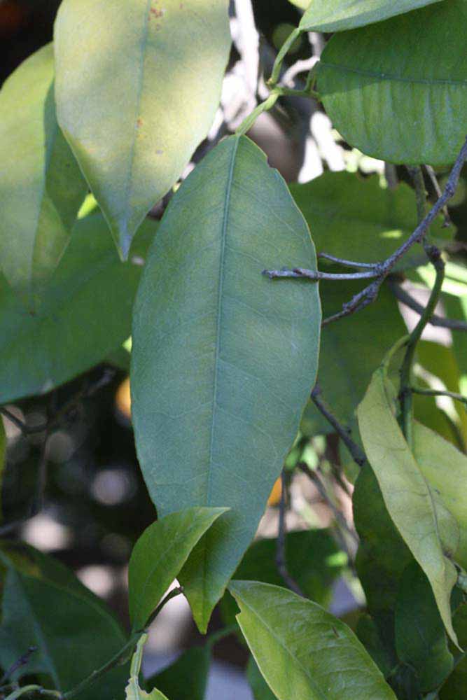            Shade leaves (Riverside, CA)   